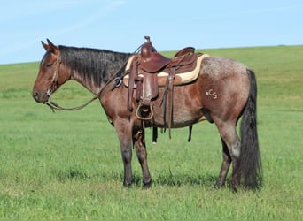 American Quarter Horse, Ruin, 11 Jaar, 147 cm, Roan-Bay