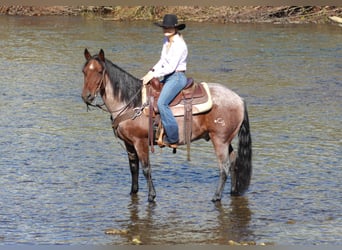 American Quarter Horse, Ruin, 11 Jaar, 147 cm, Roan-Bay