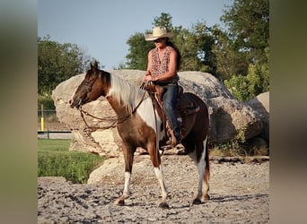 American Quarter Horse, Ruin, 11 Jaar, 147 cm, Tobiano-alle-kleuren