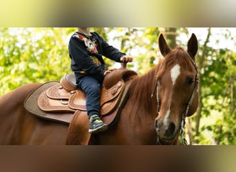 American Quarter Horse, Ruin, 11 Jaar, 148 cm, Donkere-vos