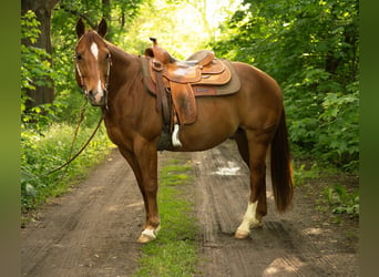 American Quarter Horse, Ruin, 11 Jaar, 148 cm, Donkere-vos