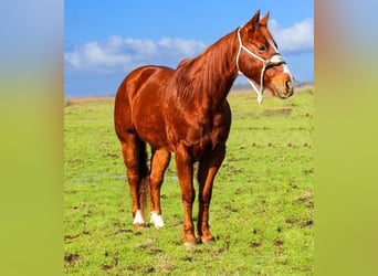 American Quarter Horse, Ruin, 11 Jaar, 150 cm, Donkere-vos