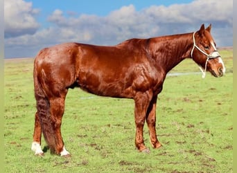 American Quarter Horse, Ruin, 11 Jaar, 150 cm, Donkere-vos