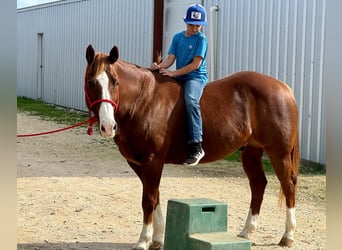 American Quarter Horse, Ruin, 11 Jaar, 150 cm, Donkere-vos