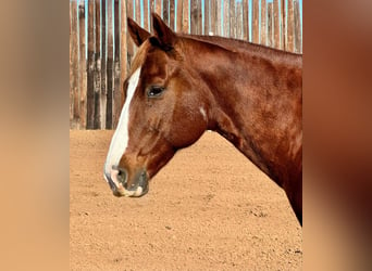 American Quarter Horse, Ruin, 11 Jaar, 150 cm, Donkere-vos