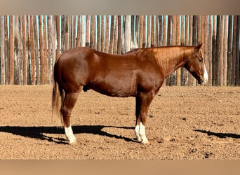 American Quarter Horse, Ruin, 11 Jaar, 150 cm, Donkere-vos