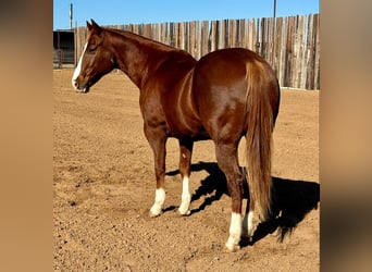 American Quarter Horse, Ruin, 11 Jaar, 150 cm, Donkere-vos