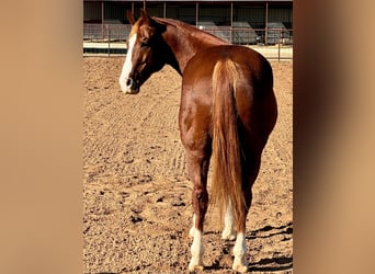 American Quarter Horse, Ruin, 11 Jaar, 150 cm, Donkere-vos