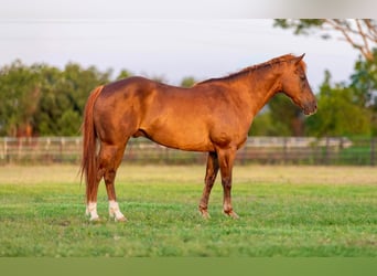 American Quarter Horse, Ruin, 11 Jaar, 150 cm, Donkere-vos