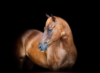 American Quarter Horse, Ruin, 11 Jaar, 150 cm, Donkere-vos