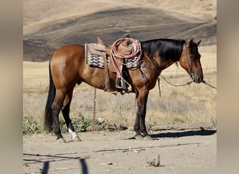 American Quarter Horse, Ruin, 11 Jaar, 150 cm, Falbe
