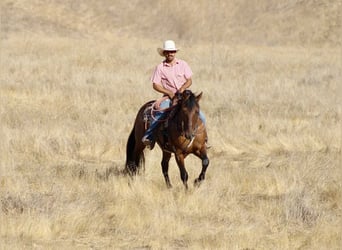 American Quarter Horse, Ruin, 11 Jaar, 150 cm, Falbe
