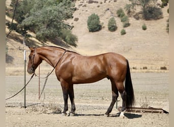American Quarter Horse, Ruin, 11 Jaar, 150 cm, Falbe