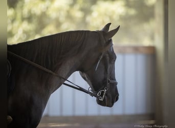 American Quarter Horse, Ruin, 11 Jaar, 150 cm, Grullo
