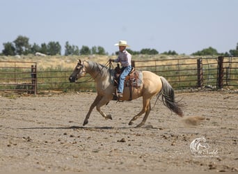 American Quarter Horse, Ruin, 11 Jaar, 150 cm, Palomino