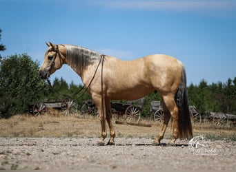 American Quarter Horse, Ruin, 11 Jaar, 150 cm, Palomino