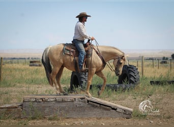 American Quarter Horse, Ruin, 11 Jaar, 150 cm, Palomino