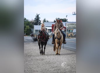 American Quarter Horse, Ruin, 11 Jaar, 150 cm, Palomino