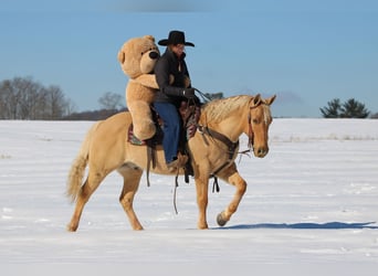 American Quarter Horse, Ruin, 11 Jaar, 150 cm, Palomino