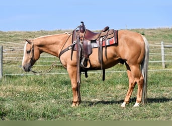 American Quarter Horse, Ruin, 11 Jaar, 150 cm, Palomino