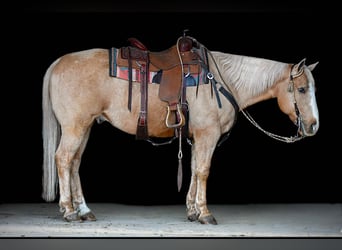 American Quarter Horse, Ruin, 11 Jaar, 150 cm, Palomino