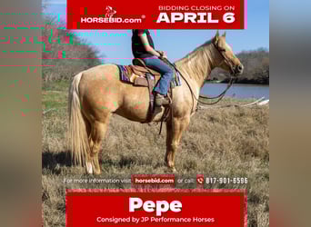 American Quarter Horse, Ruin, 11 Jaar, 150 cm, Palomino