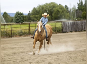 American Quarter Horse, Ruin, 11 Jaar, 150 cm, Palomino