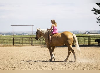 American Quarter Horse, Ruin, 11 Jaar, 150 cm, Palomino