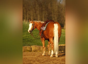 American Quarter Horse, Ruin, 11 Jaar, 150 cm, Palomino