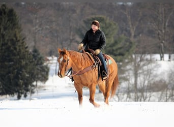 American Quarter Horse, Ruin, 11 Jaar, 150 cm, Red Dun