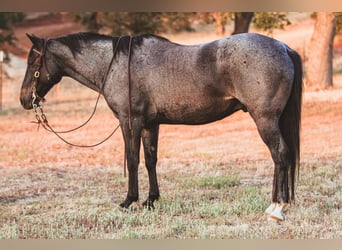 American Quarter Horse, Ruin, 11 Jaar, 150 cm, Roan-Blue