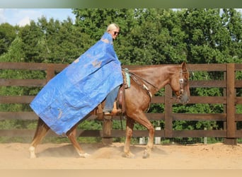 American Quarter Horse, Ruin, 11 Jaar, 150 cm, Roan-Red