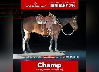 American Quarter Horse, Ruin, 11 Jaar, 150 cm, Roodbruin