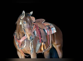 American Quarter Horse, Ruin, 11 Jaar, 150 cm, Roodbruin
