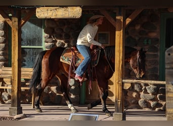 American Quarter Horse, Ruin, 11 Jaar, 150 cm, Roodbruin