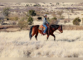 American Quarter Horse, Ruin, 11 Jaar, 150 cm, Roodbruin