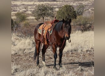 American Quarter Horse, Ruin, 11 Jaar, 150 cm, Roodbruin