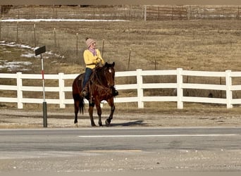 American Quarter Horse, Ruin, 11 Jaar, 150 cm, Roodbruin