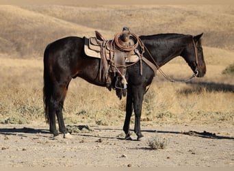 American Quarter Horse, Ruin, 11 Jaar, 150 cm, Roodbruin