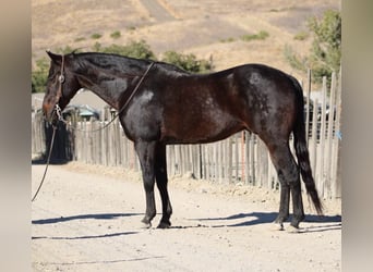 American Quarter Horse, Ruin, 11 Jaar, 150 cm, Roodbruin