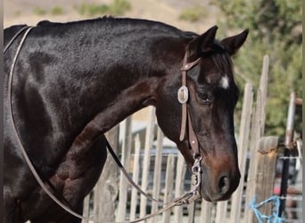 American Quarter Horse, Ruin, 11 Jaar, 150 cm, Roodbruin