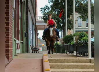 American Quarter Horse, Ruin, 11 Jaar, 150 cm, Roodbruin
