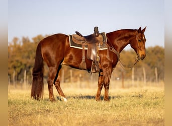American Quarter Horse, Ruin, 11 Jaar, 150 cm, Roodvos