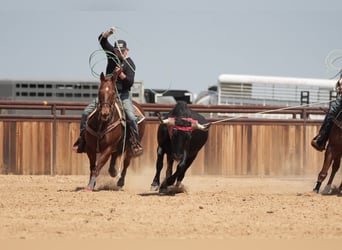 American Quarter Horse, Ruin, 11 Jaar, 150 cm, Roodvos