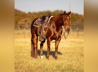 American Quarter Horse, Ruin, 11 Jaar, 150 cm, Roodvos