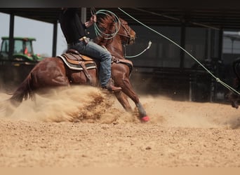 American Quarter Horse, Ruin, 11 Jaar, 150 cm, Roodvos