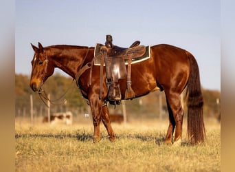 American Quarter Horse, Ruin, 11 Jaar, 150 cm, Roodvos
