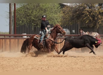 American Quarter Horse, Ruin, 11 Jaar, 150 cm, Roodvos