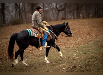 American Quarter Horse, Ruin, 11 Jaar, 150 cm, Zwart