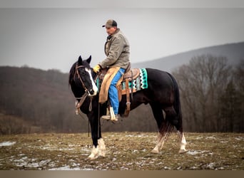 American Quarter Horse, Ruin, 11 Jaar, 150 cm, Zwart